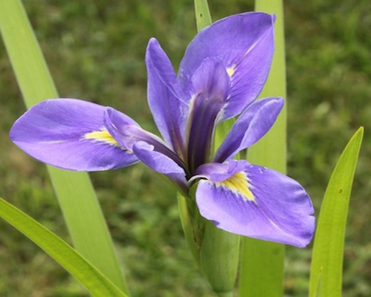 Iris Louisiana - American Hybrid Water Iris